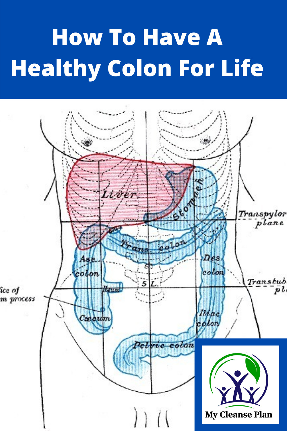 How To Have A Healthy Colon For Life