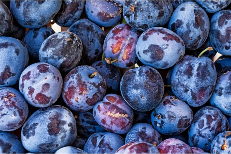 How To Make Prune Juice My Cleanse Plan