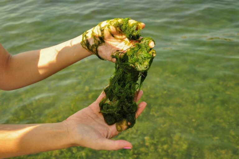 Is Algae Good For You?